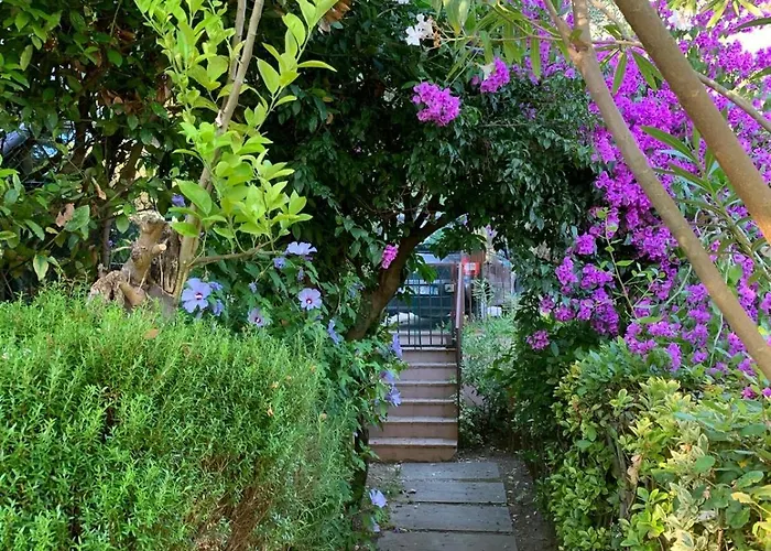 Il Grillo Sull'olivo